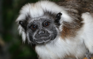 Dusky Leaf Monkey Images