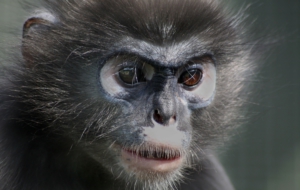 Dusky Leaf Monkey Wallpapers HQ