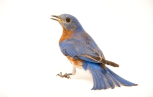 Eastern Bluebird 4K