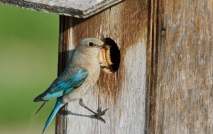 Eastern Bluebird Background