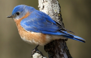 Eastern Bluebird Desktop
