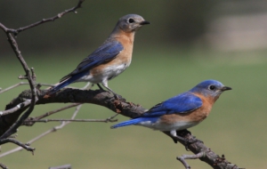 Eastern Bluebird Desktop Images