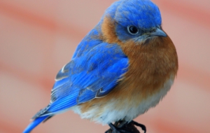 Eastern Bluebird Desktop Wallpaper