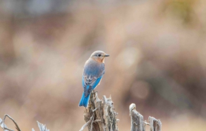 Eastern Bluebird Download