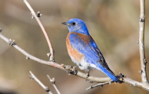 Eastern Bluebird Download Free Backgrounds HD