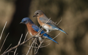 Eastern Bluebird HD