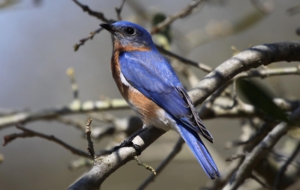 Eastern Bluebird HD Wallpaper