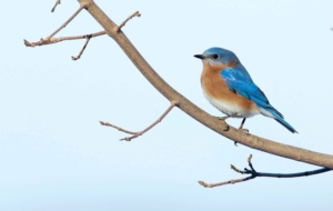 Eastern Bluebird Pictures