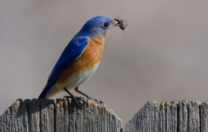 Eastern Bluebird Wallpaper