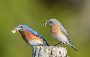 Eastern Bluebird Wallpapers