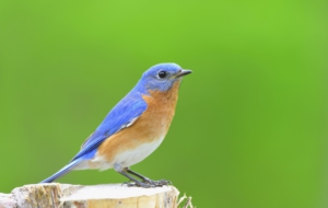 Eastern Bluebird Widescreen