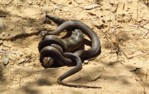 Eastern Brown Snake 4K