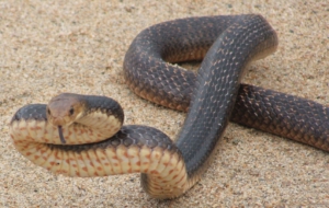 Eastern Brown Snake Background