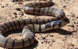Eastern Brown Snake Computer Wallpaper