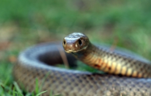 Eastern Brown Snake Desktop