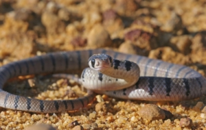 Eastern Brown Snake Download