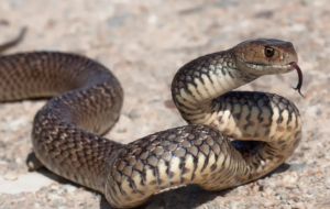 Eastern Brown Snake Download Free Backgrounds HD