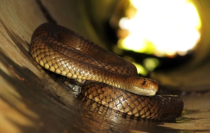 Eastern Brown Snake HD Background
