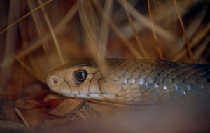 Eastern Brown Snake HD Desktop