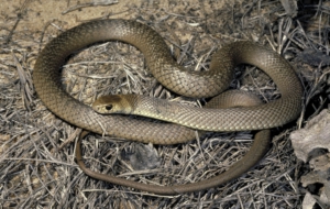 Eastern Brown Snake Photos