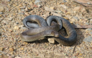 Eastern Brown Snake Wallpapers HD