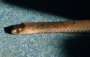 Eastern Brown Snake Wallpapers HQ