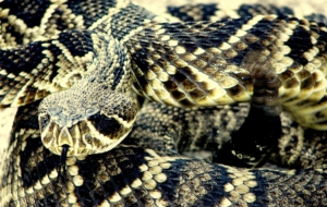 Eastern Diamondback Rattlesnake Background Eastern Diamondback Rattlesnake Background