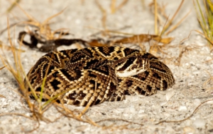 Eastern Diamondback Rattlesnake Computer Backgrounds Eastern Diamondback Rattlesnake Computer Backgrounds