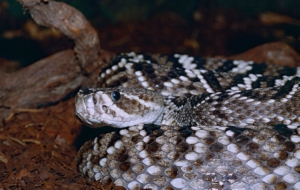 Eastern Diamondback Rattlesnake Desktop Wallpaper Eastern Diamondback Rattlesnake Desktop Wallpaper