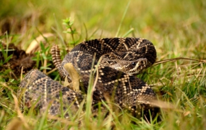Eastern Diamondback Rattlesnake Download Eastern Diamondback Rattlesnake Download
