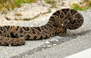 Eastern Diamondback Rattlesnake Download Free Backgrounds HD Eastern Diamondback Rattlesnake Download Free Backgrounds HD