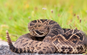 Eastern Diamondback Rattlesnake Free HD Wallpapers