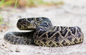 Eastern Diamondback Rattlesnake For Desktop Background Eastern Diamondback Rattlesnake For Desktop Background
