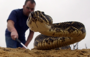 Eastern Diamondback Rattlesnake Full HD Eastern Diamondback Rattlesnake Full HD