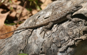 Eastern Fence Lizard 4K
