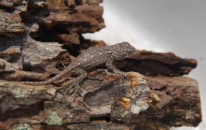 Eastern Fence Lizard Background