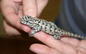 Eastern Fence Lizard Computer Backgrounds