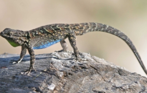 Eastern Fence Lizard Computer Wallpaper
