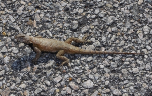 Eastern Fence Lizard Desktop
