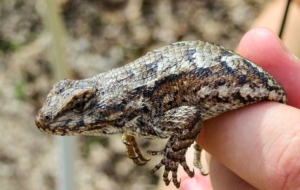 Eastern Fence Lizard Desktop Wallpaper