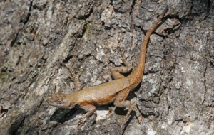 Eastern Fence Lizard HD