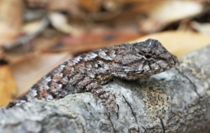 Eastern Fence Lizard HD Background