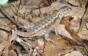 Eastern Fence Lizard HD Desktop