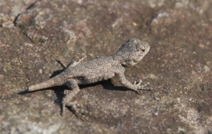 Eastern Fence Lizard HD Wallpaper
