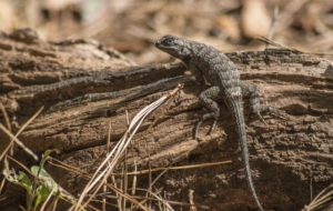 Eastern Fence Lizard High Definition