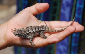 Eastern Fence Lizard High Definition Wallpapers