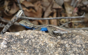 Eastern Fence Lizard For Desktop
