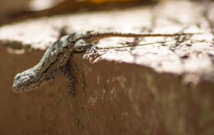 Eastern Fence Lizard Full HD
