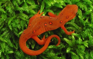 Eastern Newt Background