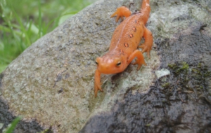 Eastern Newt Computer Backgrounds
